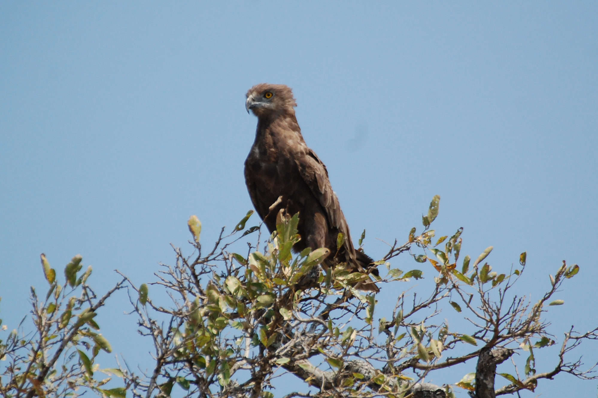 dal Sud Africa: Biancone bruno (Circaetus cinereus)